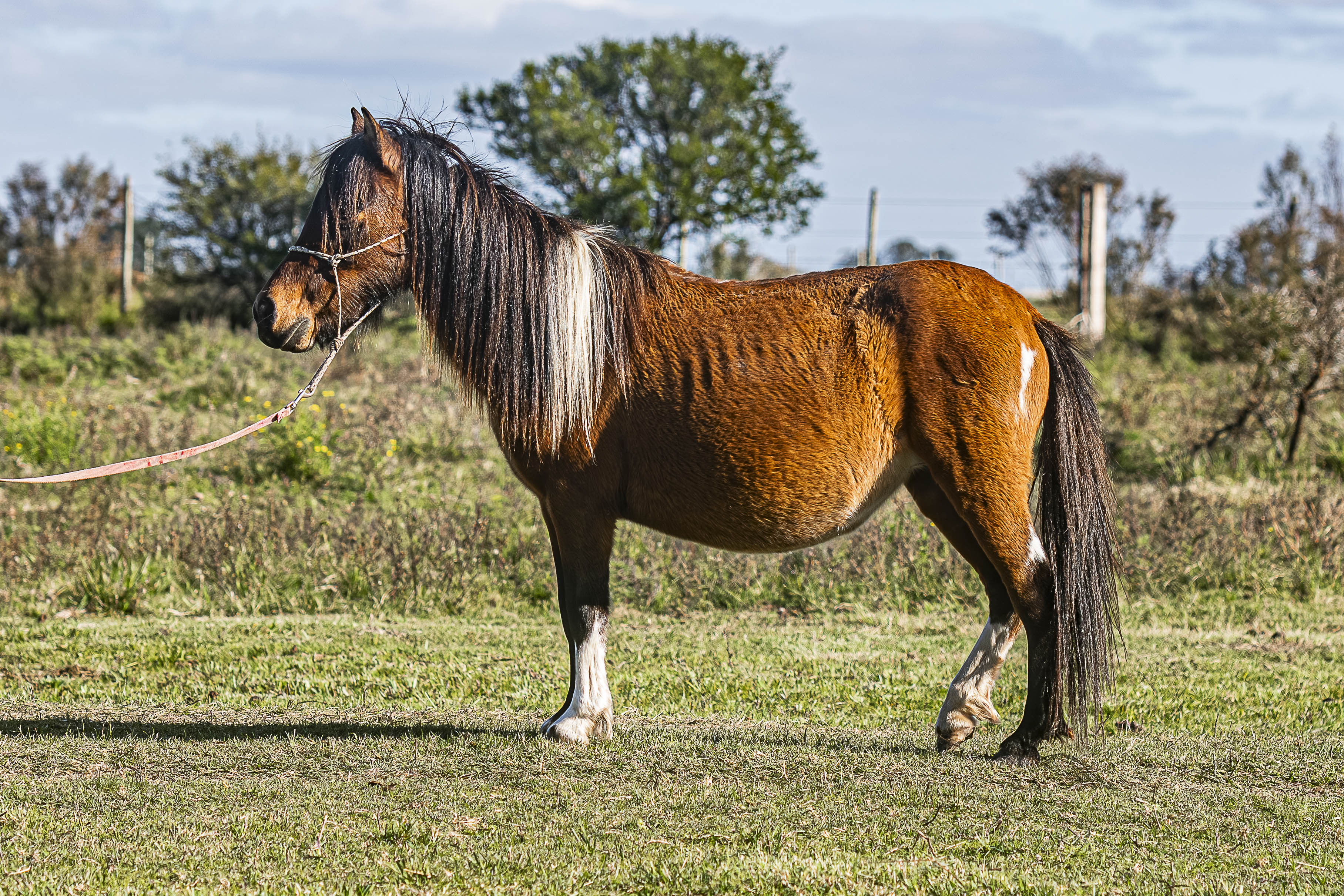 Yegua Madre Mi Querencia Tigra - Cabaña SHR Poni Shetland Uruguay